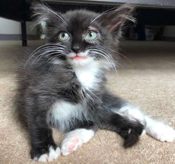 котенок нашел дом котенок улыбается