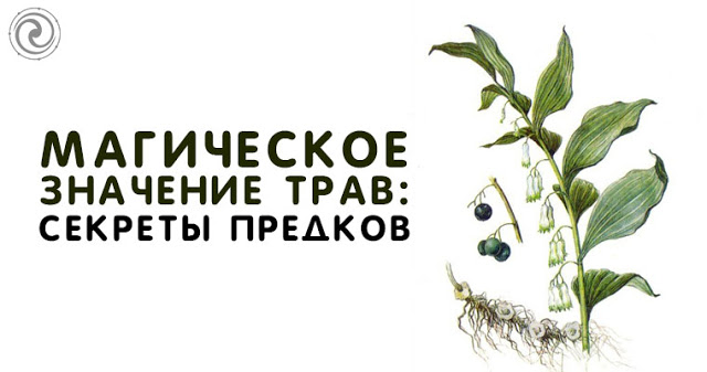 Магическое значение трав: секреты предков
