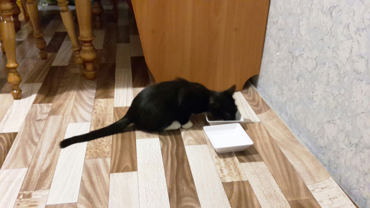 Котик Венечка