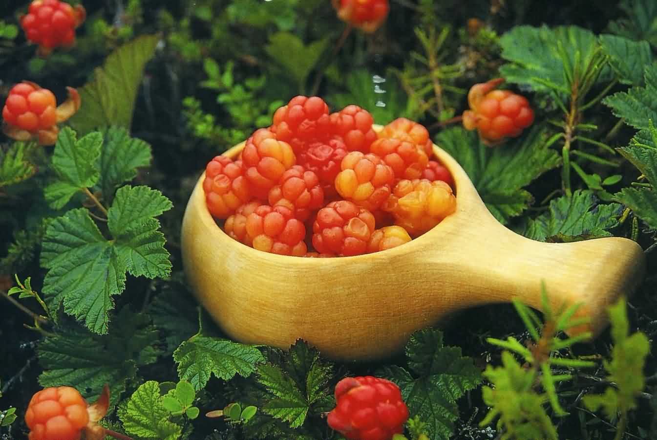 Самая северная и самая полезная ягода Самая северная и самая полезная ягода