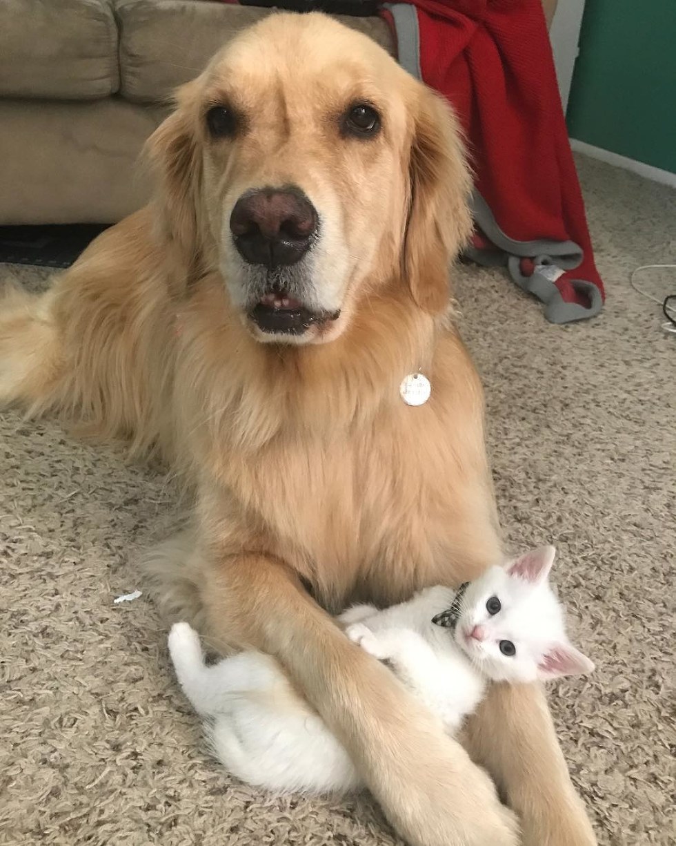 Без кота и жизнь не та