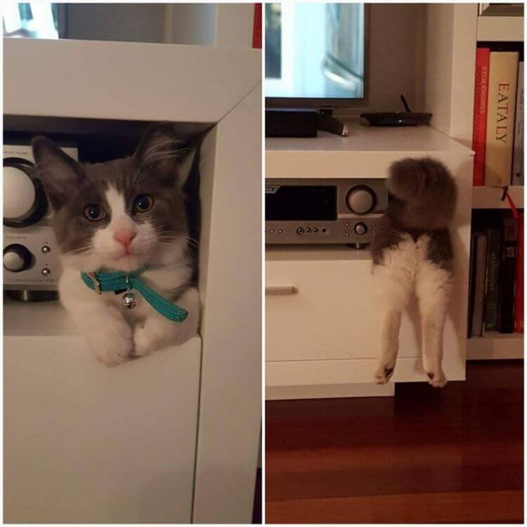 Без кота и жизнь не та