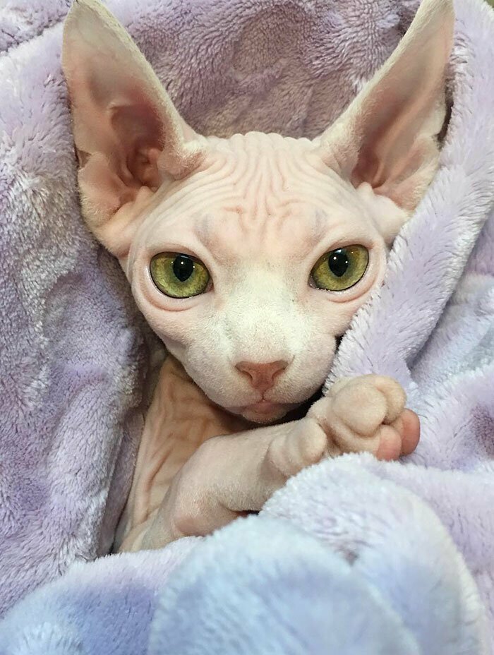 Малышка Пенелопа Малышка Пенелопа забавно, коты, кошки, милые животные, подборка, сфинкс, сфинксы, фото
