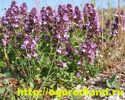 Ароматерапия. Подушка с травами для сна своими руками