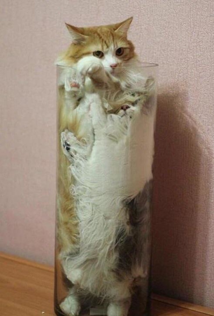 20+ котеек, которые пренебрегают всеми известными законами физики 20+ котеек, которые пренебрегают всеми известными законами физики