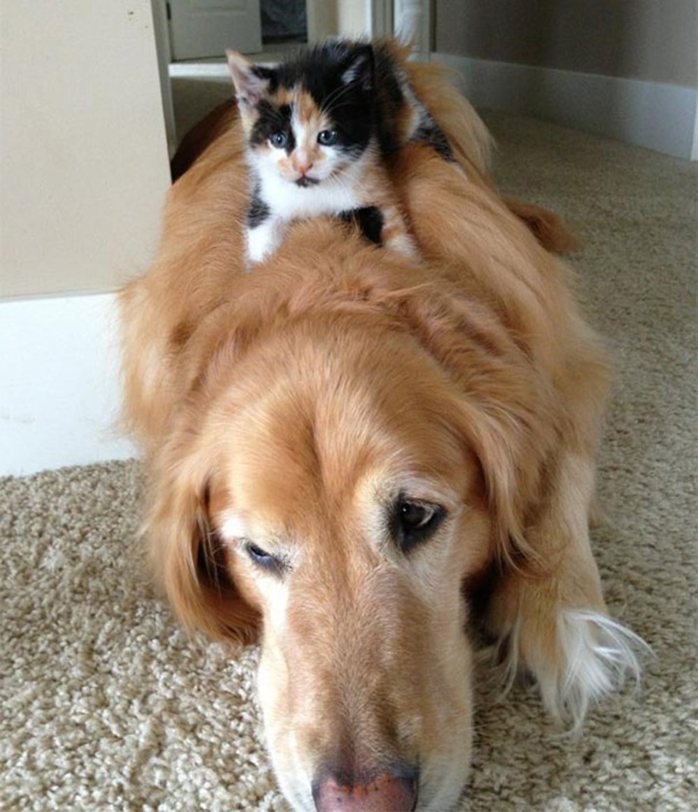 Котипес или песикот