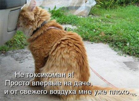 Смешные картинки о животных с подписями.