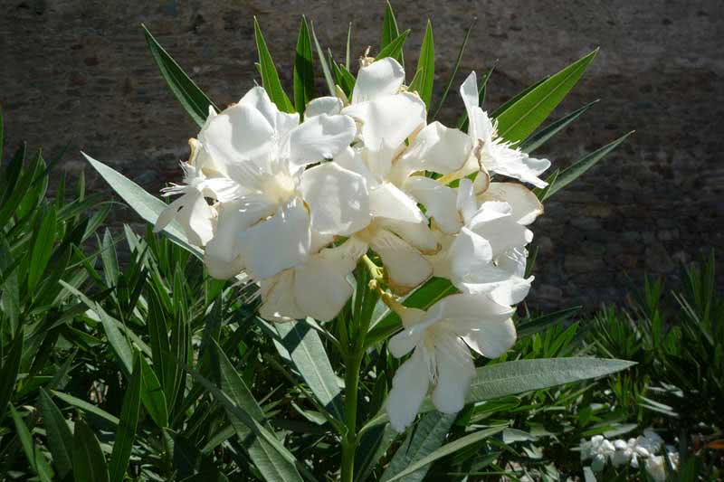 Nerium oleander (odorum or indicum) / олеандра обыкновенного (душистого или индийского) Nerium oleander (odorum or indicum) / олеандр обыкновенный (душистый или индийский)