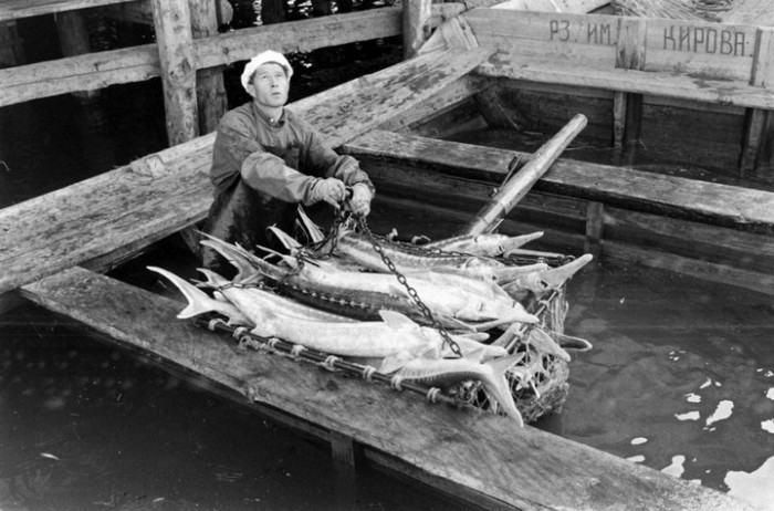 Американский фотограф запечатлел, как в СССР добывали черную икру Американский фотограф запечатлел, как в СССР добывали черную икру