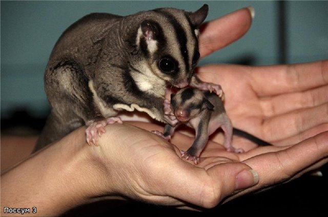 Сахарный опоссум в доме (Petaurus breviceps) Все о дегу. Рос…