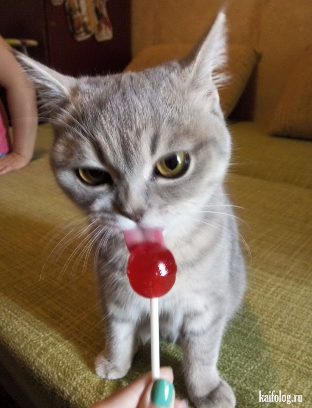 Коты, которые знают толк в еде (40 фото)