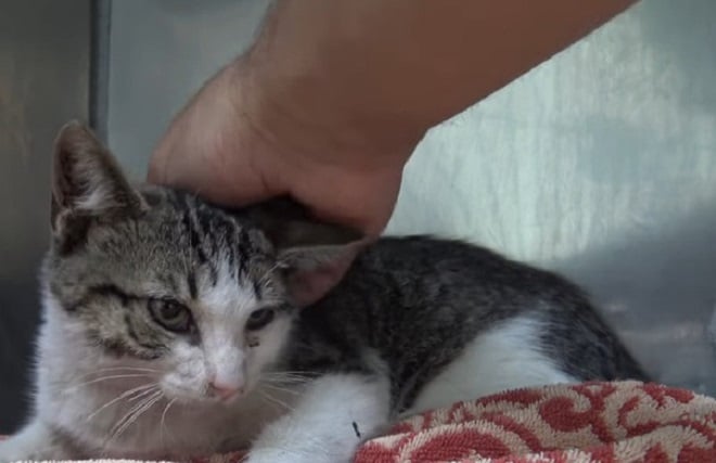 Кота гладят Кот и рука