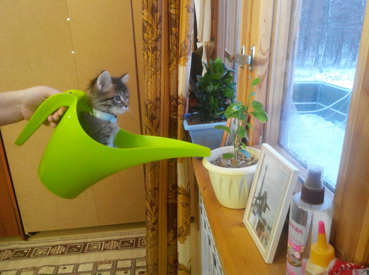 20+ котеек, которые пренебрегают всеми известными законами физики 20+ котеек, которые пренебрегают всеми известными законами физики