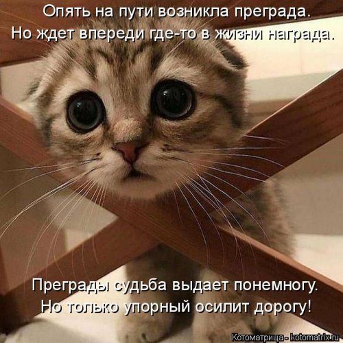 Уморительные котоматрицы для отличного настроения Уморительные котоматрицы для отличного настроения