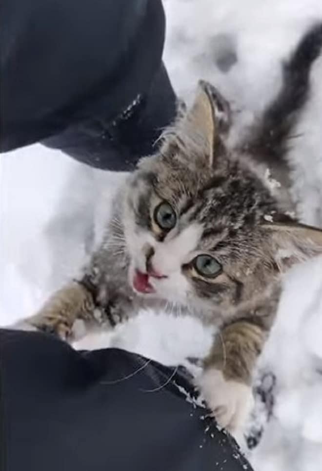 Котенок плачет Котенок в снегу