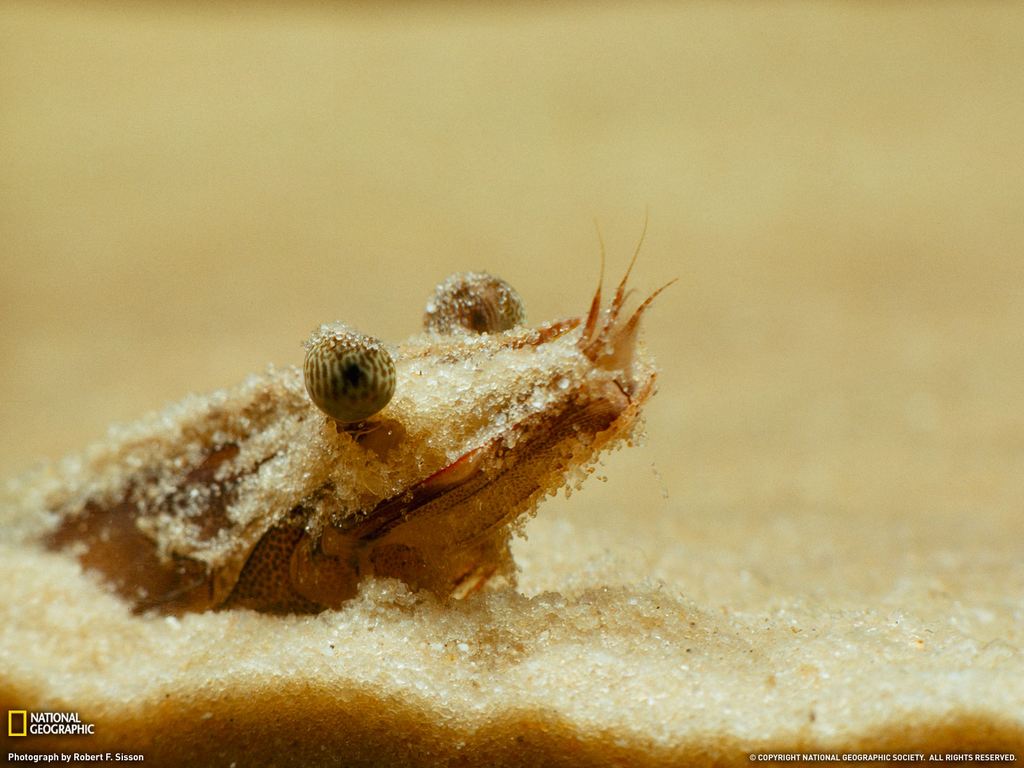    National Geographic