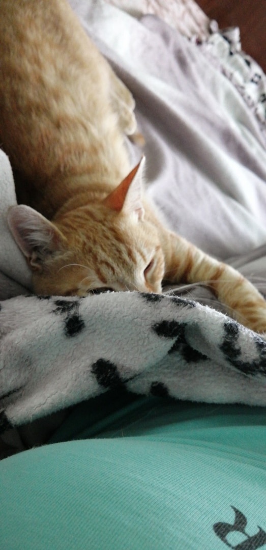 помощь котенку рыжий котенок