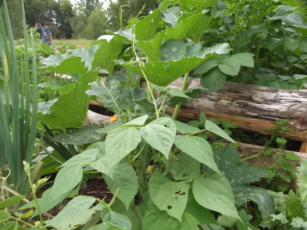 Грядки-короба на моём огороде Грядки-короба на моём огороде