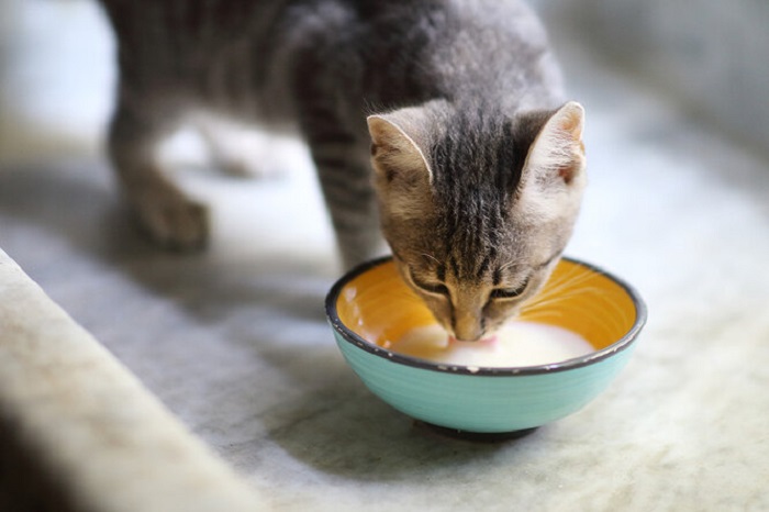 Не всё так просто с молоком для котят. /Фото: novochag.ru