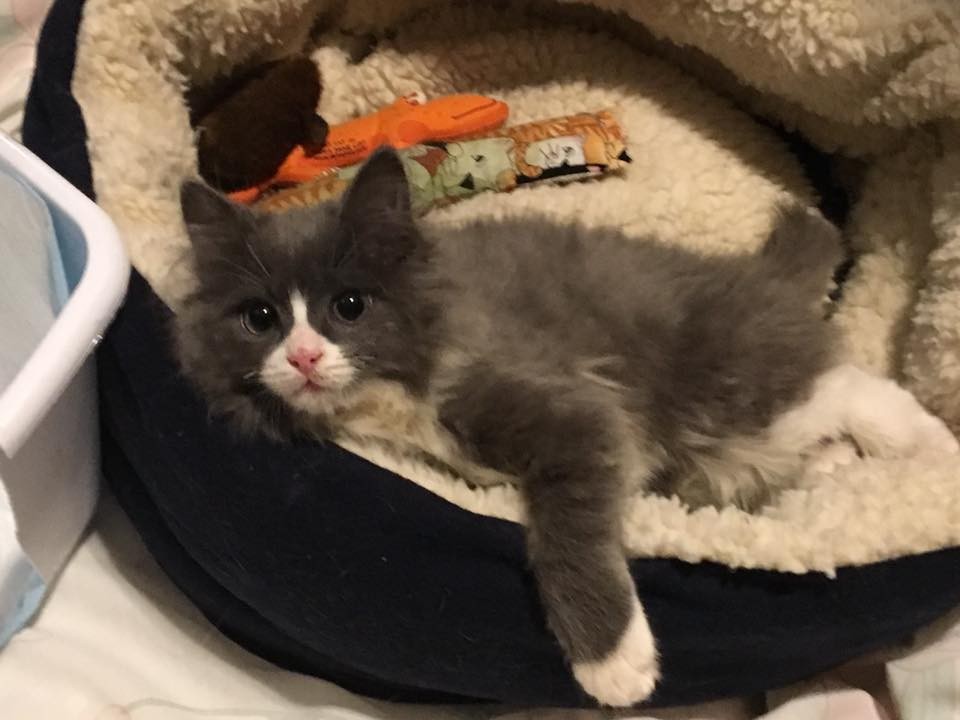 Спасение котенка, который в трехдневном возрасте остался без мамы Спасение котенка, который в трехдневном возрасте остался без мамы
