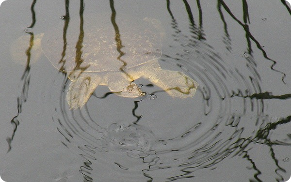   (. Apalone spinifera)