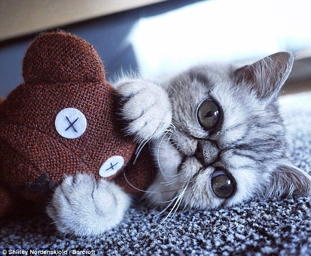 Удивленный кот по кличке Герман Удивленный кот по кличке Герман