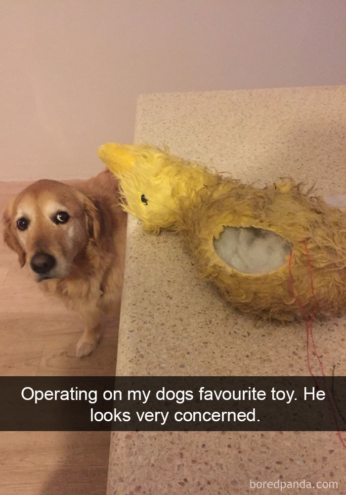 Dog-snapchats