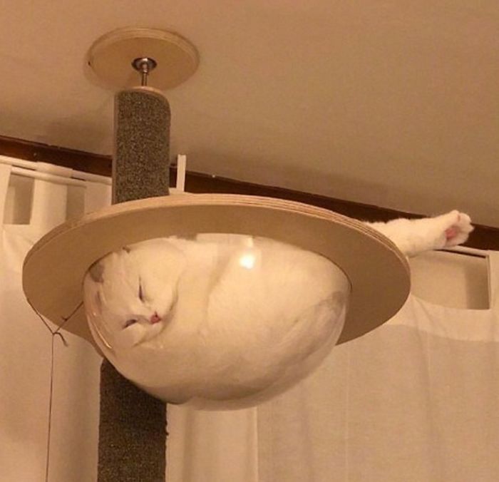 кошачьи проделки кот отдыхает