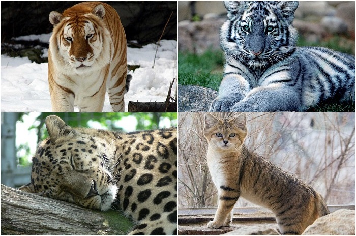 20 великолепных кошек, исчезающих в дикой природе