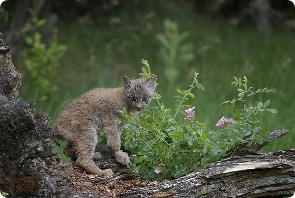 Канадская рысь (лат. Lynx canadensis)
