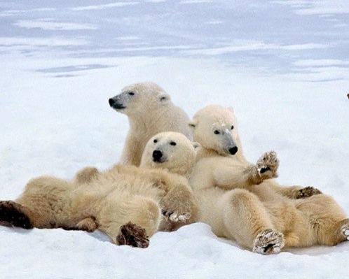 На Аляске запрещено будить медведей, чтобы снять их на фотокамеру, а также выбрасывать живых лосей из самолета во время полета и поить их спиртными напитками.