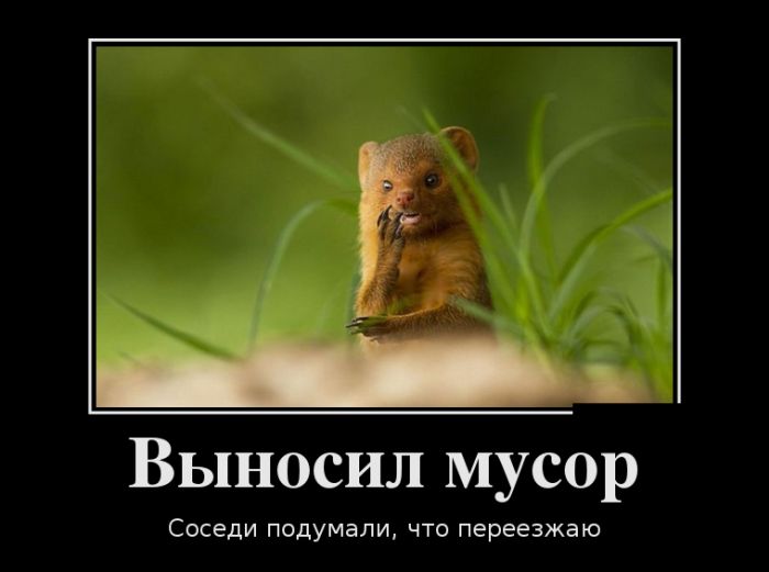 Прикольные утренние демотиваторы (11 фото) Прикольные утренние демотиваторы (11 фото)