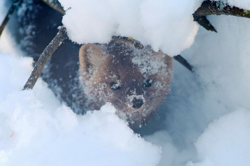 красота, россия