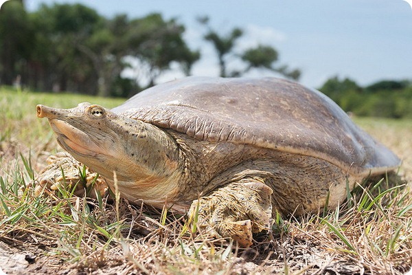   (. Apalone spinifera)