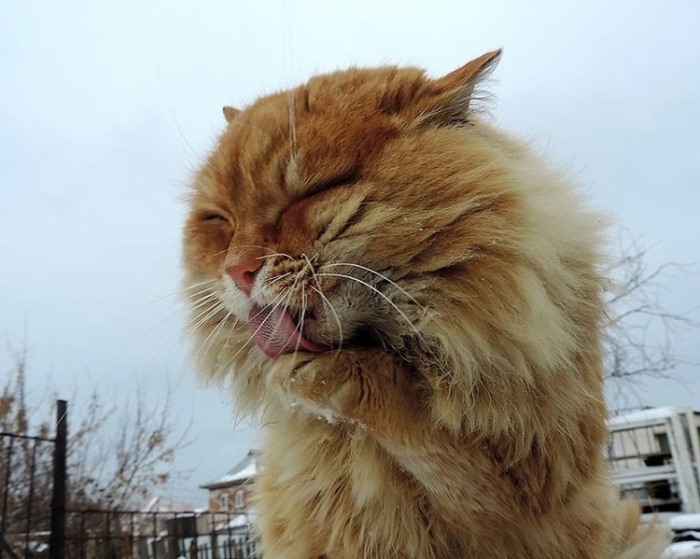 Сибирские коты Аллы Лебедевой. Сибирские коты Аллы Лебедевой.