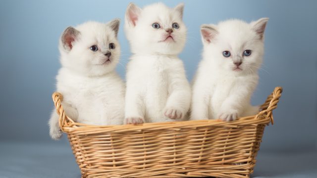 Позитивные и милые котики Позитивные и милые котики