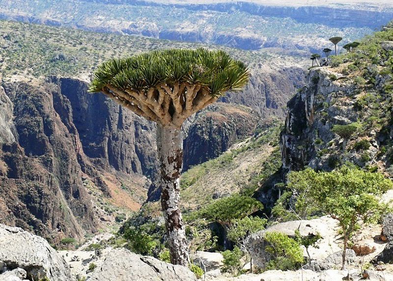 Socotra02 Удивительный остров Сокотра