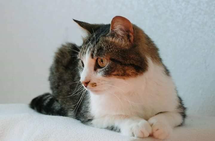 помощь коту кот на фото