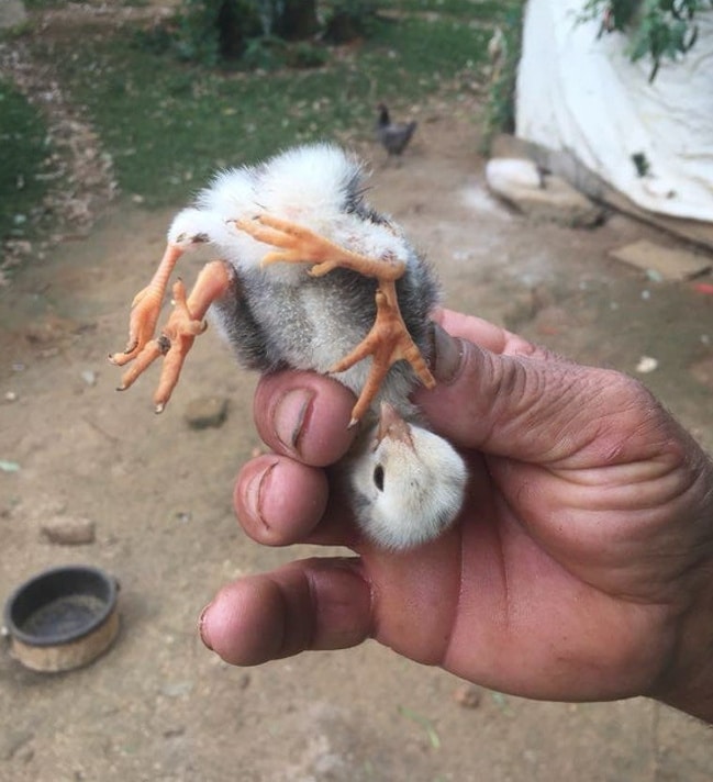 удивительное фото цыпленок