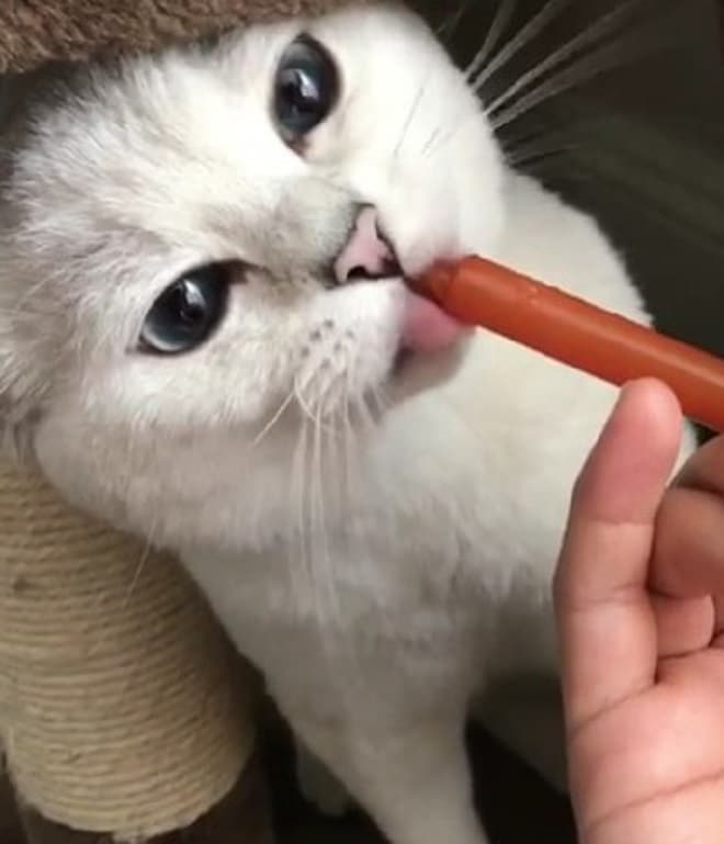 Коту дают лекарство Кот пьет из шприца