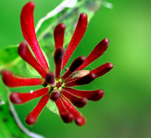 Жимолость каприфоль (Perfoliate Honeysuckle)