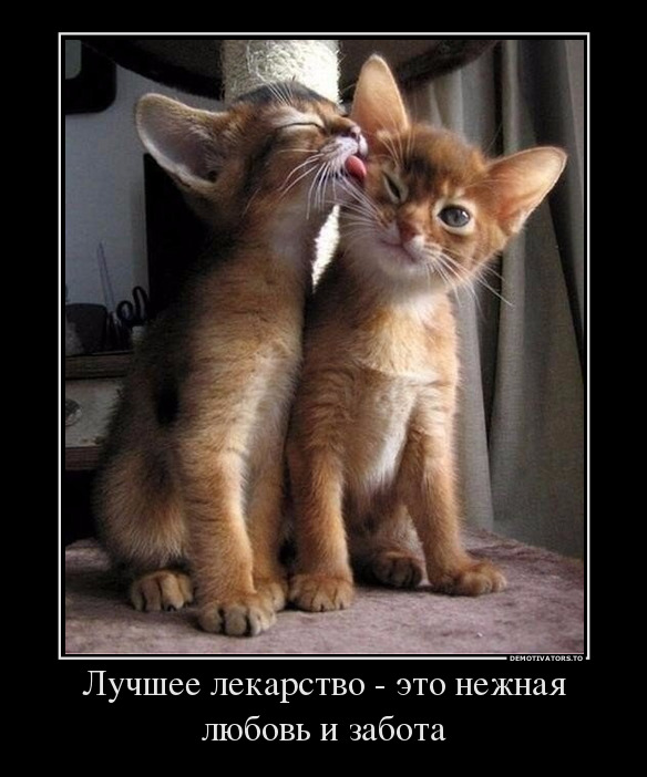 Котопост: кошки - очарование моё!