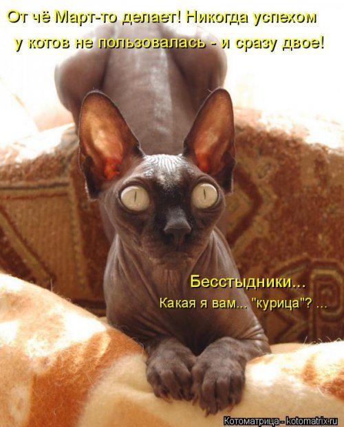 Уморительные котоматрицы для отличного настроения Уморительные котоматрицы для отличного настроения