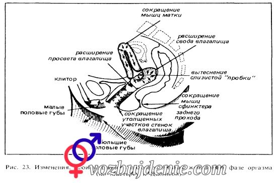 skolko-vremeni-dlitsya-orgazm-u-zhenshini