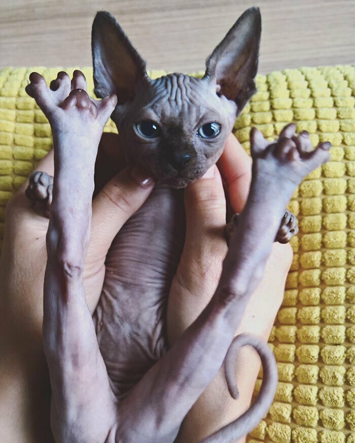 Забавные чудики Забавные чудики забавно, коты, кошки, милые животные, подборка, сфинкс, сфинксы, фото