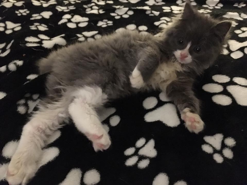 Спасение котенка, который в трехдневном возрасте остался без мамы Спасение котенка, который в трехдневном возрасте остался без мамы