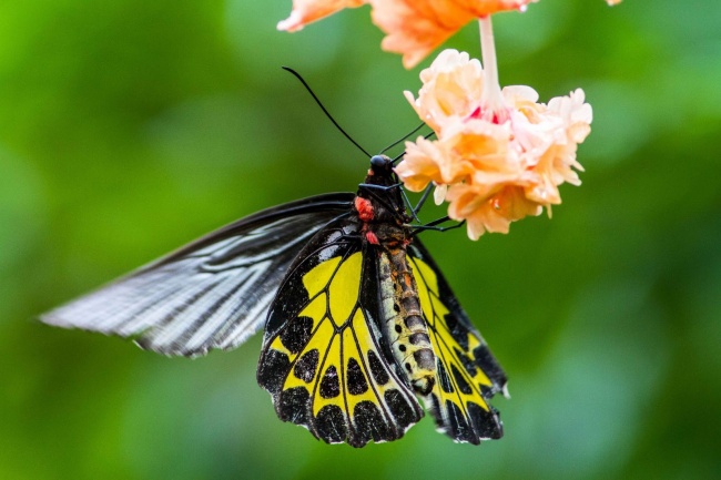 30 фактов о животных, которые поднимут вам настроение животные, факты