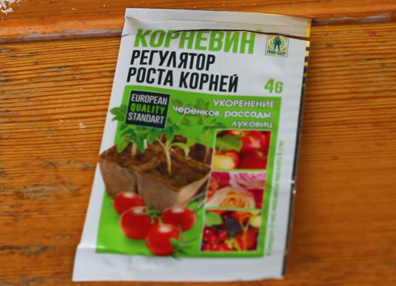 Укоренить любую розу! Самый простой способ как укоренить розу