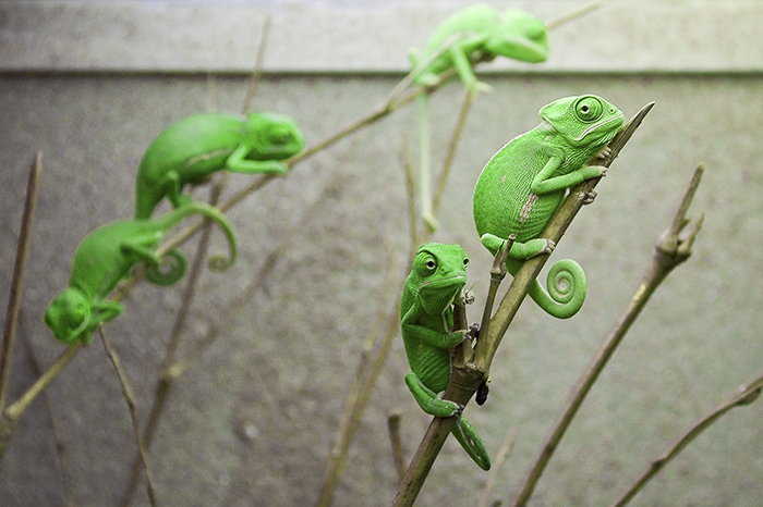 Jemenchamäleon (Chamaeleo calyptratus, Veiled chameleon) - Jungtiere