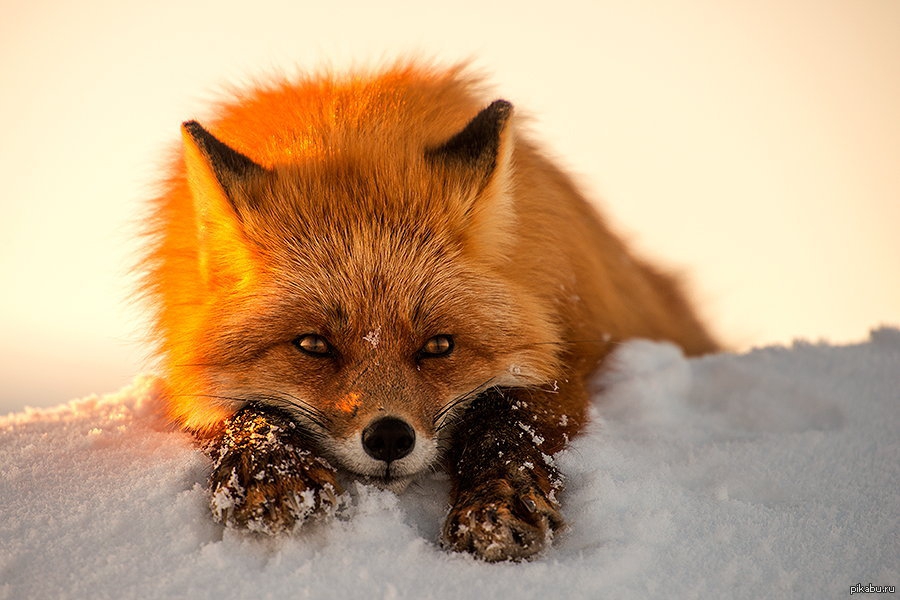 Fox- , , 